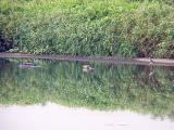 Hudsonian Godwit  - Ensley feeding