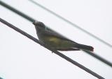 Western Kingbird - adult with food MS 6-26-04