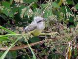 Western Kingbird  - fledgling - MS 6-26-04 -1