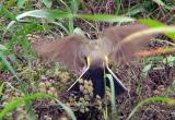 Western Kingbird - feeding fledgling MS