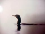Neoptropic Cormorant - Arkansas First