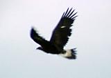 Golden Eagle - Reelfoot 2-20-05 - in flight 