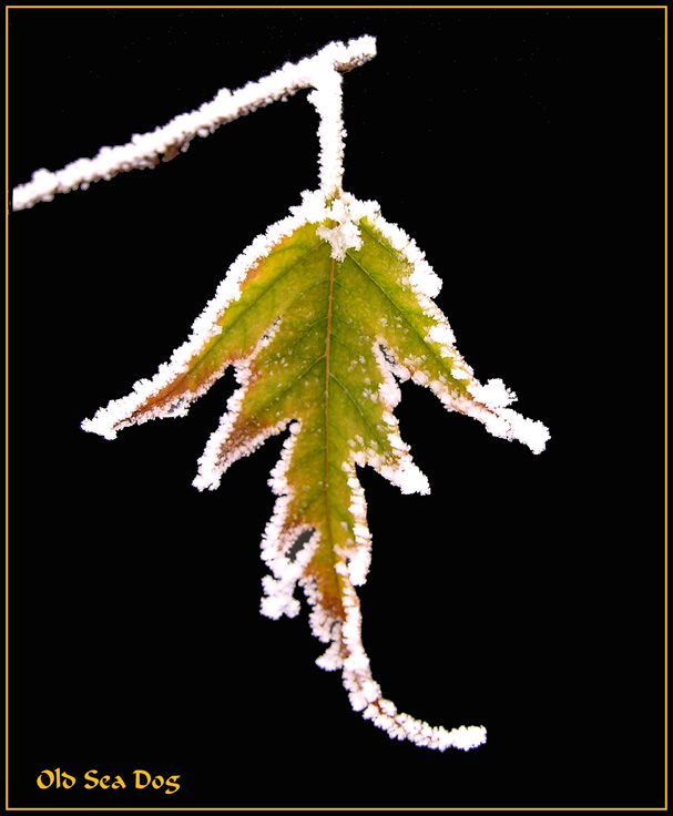Winterleaf2.jpg
