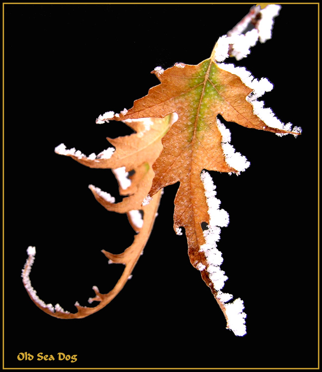 Leaf.jpg