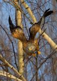 Red Kite