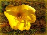 Yellow wild flower.