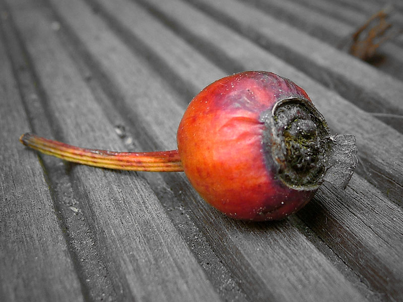 Withered rose I