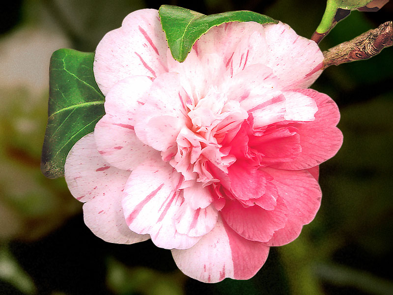 Camelia