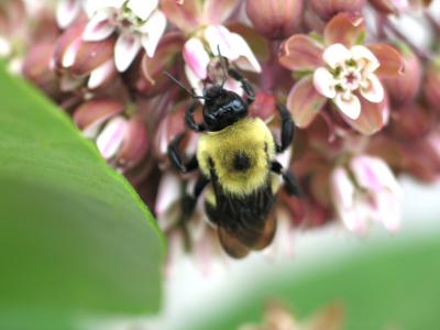 Bumble Bee.jpg