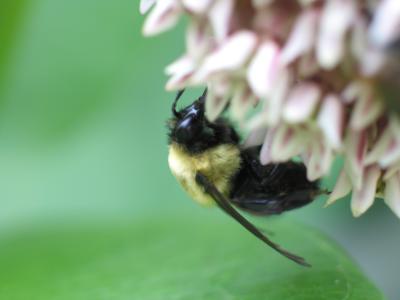 Bumble Bee 2.jpg