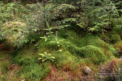 024_Pines_n_moss.jpg