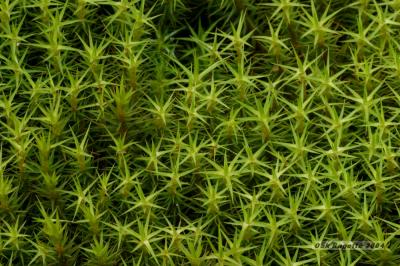 027_Moss_Close_up.jpg