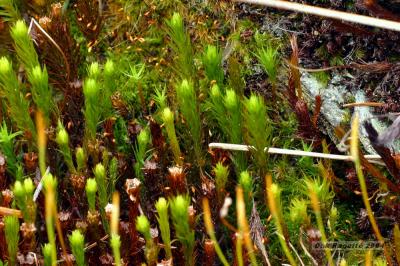 028_Moss_Close_up.jpg