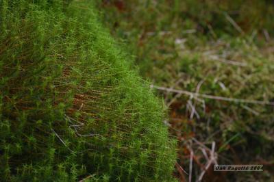031_Moss_Close_up.jpg