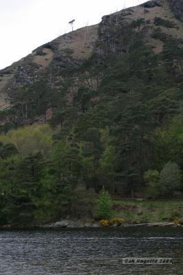 041_Lone_tree.jpg