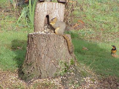 u47/oremackies/medium/29947229.SquirelandBirdatfeeder.jpg
