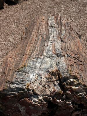 030819-22-Petrified Forest, AZ.JPG