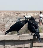 030819-18-Petrified Forest, AZ.JPG