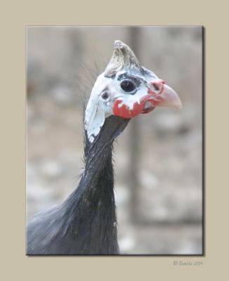 Guinea Fowl