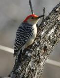 Red-Bellied Woodpecker