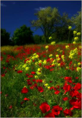 Ciao-Toscana-ds.jpg