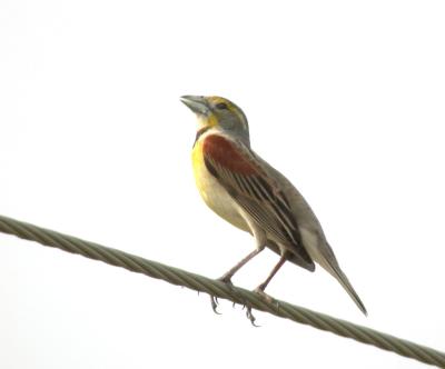 Dickcissel