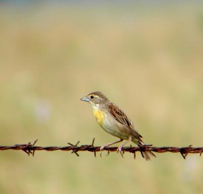 Dickcissel, female