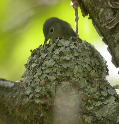 Blue-gray Gnatcatcher in nest