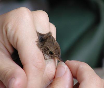 Female House Wren