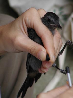 Gray Catbird fledgling receiving black leg band