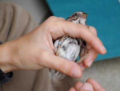 Recapture of male Song Sparrow, banded here in 2001