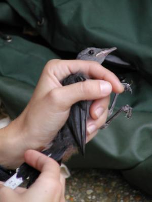 Measuring tail feathers