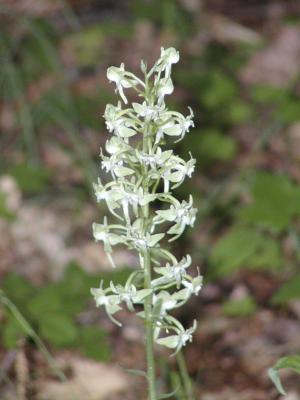 Round-leaved Orchis