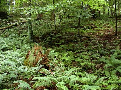 Ferns, Swallow Falls State Park