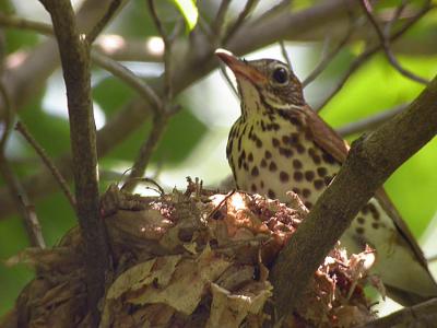 Wood Thrush