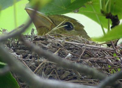 Summer Tanager