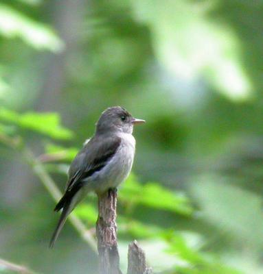 Eastern Wood-Pewee