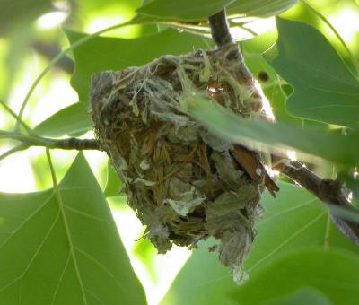 Red-eyed Vireo nest