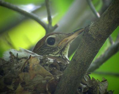 Wood Thrush in nest