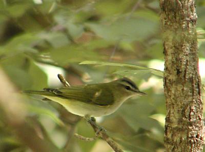 Red-eyed Vireo