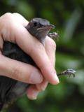 Gray Catbird fledgling