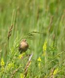 Grasshopper Sparrow