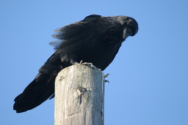 Raven on a pole, blue sky