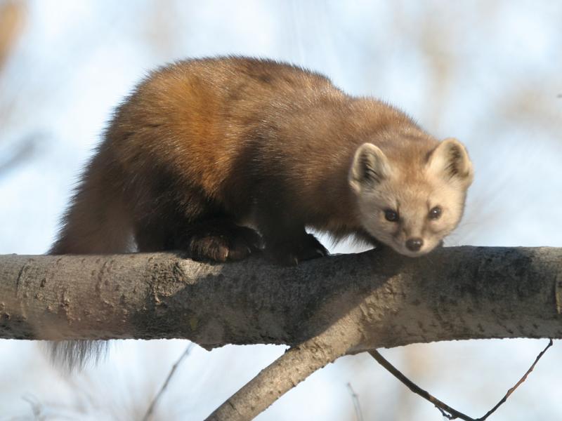 Marten on tree branch