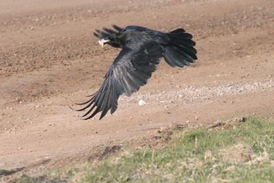 Raven flying with food ISO 3200 (very noisy)