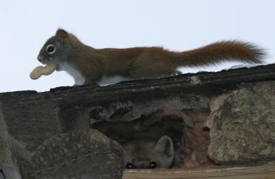 Squirrel and Marten on different levels