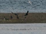 Ravens and geese on sandbar ISO 1600 crop