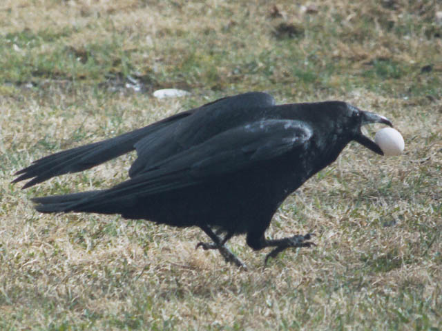 Raven with egg in mouth (scanned from film)