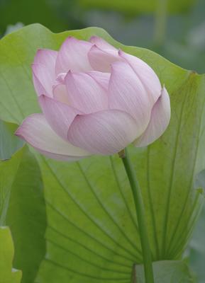 Lotus Blossom 1 (2004)