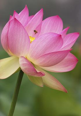 Lotus Blossom 2 (2004)